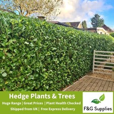 Laurel garden evergreen for sale Laurel garden evergreen for sale  ALTON
