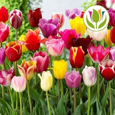 Tulip tall mixed for sale  UK