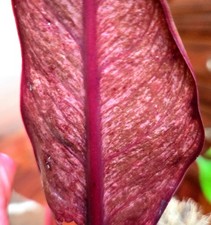 Rare philodendron variegated for sale  Glenmoore
