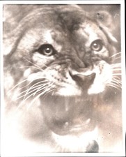 Vtg photo young for sale  Lynden