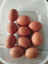Uova galline ovaiole usato  Tornareccio