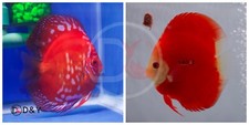 discus fish for sale discus fish for sale Carrollton
