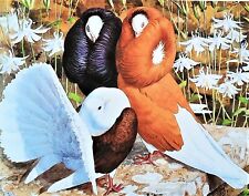 Fancy pigeons vintage for sale  NELSON