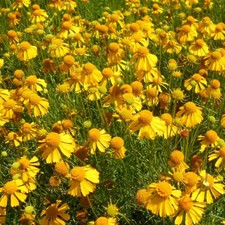Helenium amarum goldfield for sale  GODALMING
