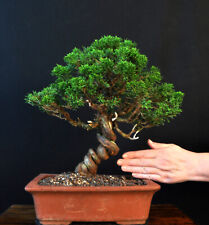 Bonsai chinesischer wacholder gebraucht kaufen  Bielefeld