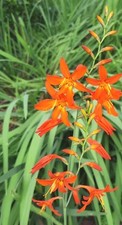 Orange montbretia crocosmia for sale  Lafayette