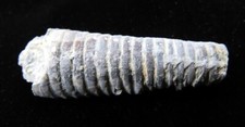 Cephalopod treptoceras duceri for sale  East Aurora