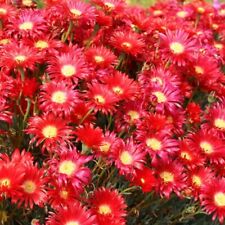 Lampranthus plug plants for sale  LONDON