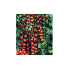 Tomato small cherry for sale  Fort Lauderdale