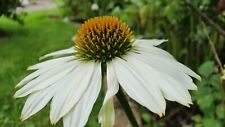 Sonnenhut echinacea sorte gebraucht kaufen  Wilhelmshaven