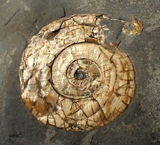 fossil ammonite for sale fossil ammonite for sale BRISTOL