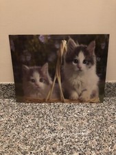 Quadro pannello gattini usato  Loreto Aprutino