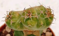 Coryphantha elephantidens mons usato  Lecce