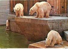 Animals bear antwerpen d'occasion  Expédié en Belgium