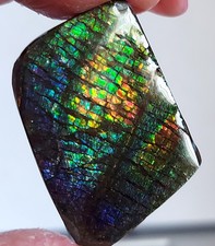 Ammolite ammonite coated d'occasion  Expédié en Belgium