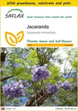 Saflax anzuchtset jacaranda gebraucht kaufen  Münster