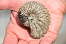 Rare ammonite hoplites d'occasion  Pont-à-Mousson