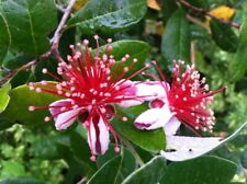 Fresh pineapple guava for sale  Fresno