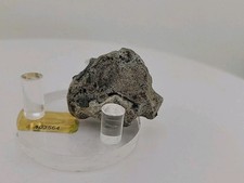 Full dinosaur fossil for sale  Belleville