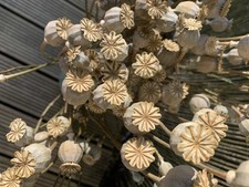 Dried flower seed for sale  SITTINGBOURNE