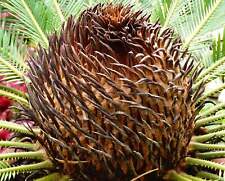 Cycas revoluta sago usato  Napoli