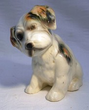 Continental jack russel for sale  STANSTED