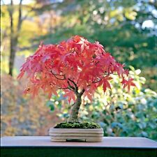 Japanese maple bonsai for sale  Marietta