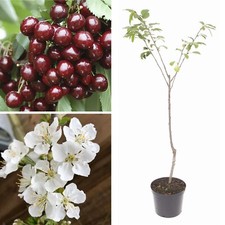 Stella cherry tree for sale  LIVERPOOL