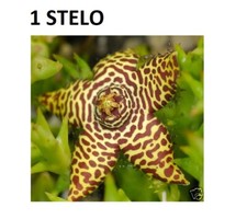 orbea carpe usato  Giugliano in Campania