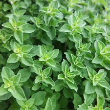 Greek oregano seeds for sale  Tarpon Springs
