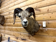 Shoulder mount rocky for sale  Wrenshall