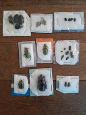 Entomologie insectes lot d'occasion  Argences