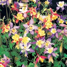 Aquilegia plants caerulea for sale  STOCKPORT