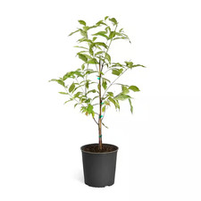 dogwood trees day for sale dogwood trees day for sale Denver