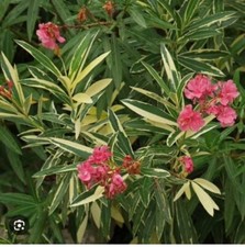 Twist pink variegated for sale  Mobile