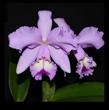 Cattleya kiss pink for sale  San Francisco