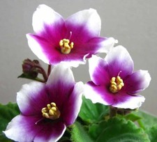 Usambaraveilchen african viole gebraucht kaufen  Wittstock/Dosse