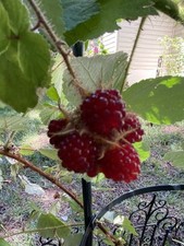 Raspberry planted february2025 for sale  Dumfries