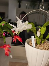 Schlumbergera angel dance gebraucht kaufen  Braunschweig