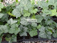100 english ivy for sale  Sheridan
