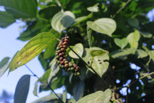 Black beauty peppercorn for sale  Saint Augustine