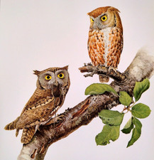 Lansdowne birds screech for sale  Sahuarita