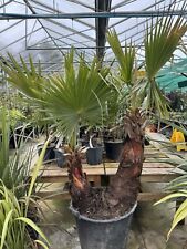 Mexican fan palm. for sale  FERRYHILL