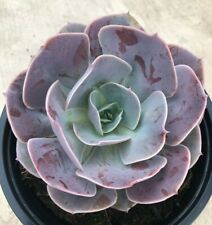 Echeveria cream puff for sale  San Marcos
