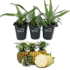 Sugarloaf pineapple plant for sale  USA