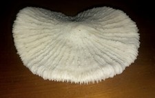 Corail ancien fugia d'occasion  Sézanne