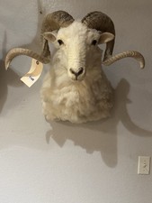 ram mounts taxidermy for sale  Harper