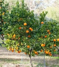 Sweet juicy honey for sale  Vero Beach