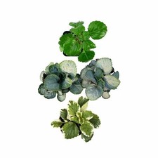 Plectranthus swedish ivy for sale  Terrell