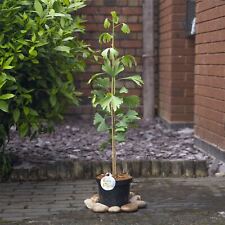 Maidenhair tree icho for sale  BIRMINGHAM